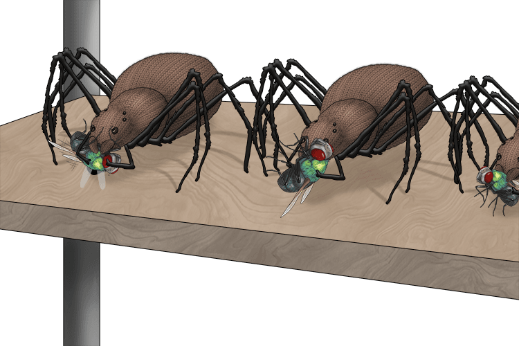 On a rack, I kept my knitted (arachnid) spiders who ate (eight) flies.